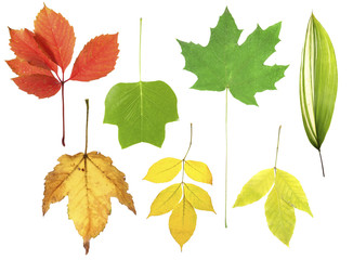 Different colorful leaves, isolated on white