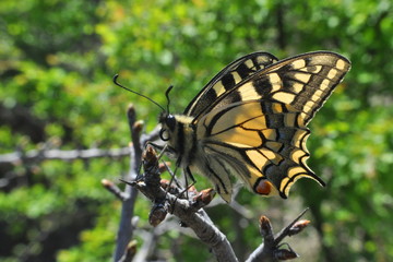 Papilio machaon