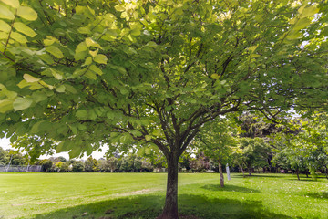 Fototapeta premium under a young tree in a beautiful park