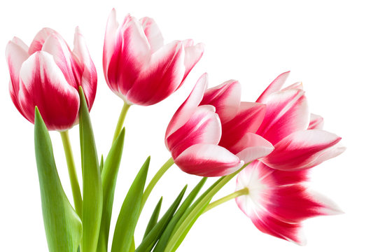 Bouquet of pink tulips.