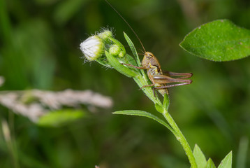 Little grasshopper sitting on a wild Erigeron flower