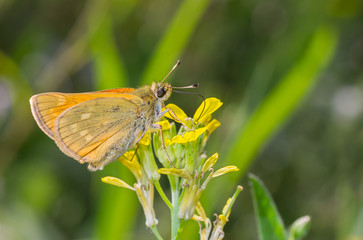 Skipper (Hesperiidae) butterfly sucking nectar out of wild yellow flower