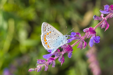 Common Blue (Polyommatus icarus) butterfly searching nectar on a wild sage at summer season
