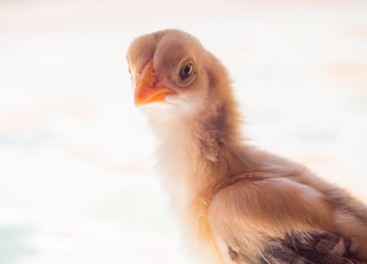 Close up of Cute Babies Chicken on white blur background.
