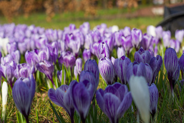 Purple crocuses. Spring landscape.