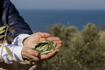 Hands showing olive leaves, for using in traditional herbal medicine, beautiful organic olive grove above the sea coast
