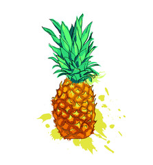Watercolor pineapple. Watercolor fruit. 