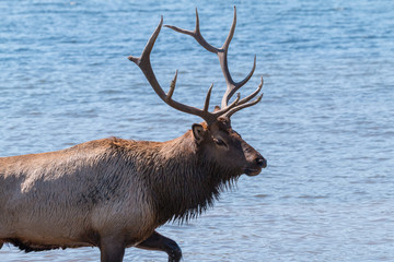 Naklejka na ściany i meble Bull Elk in Lake
