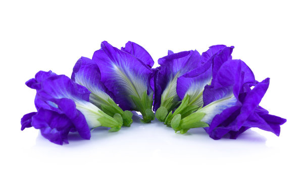 Anchan flowers on white background.