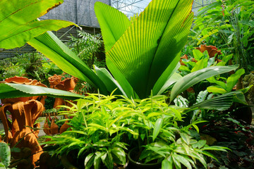orangery with plants and flowers