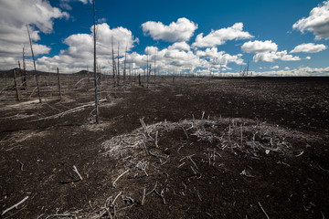 Dead forest filled up with ashes from a volcano on Kamchatka in Russia