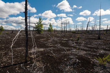 Dead forest filled up with ashes from a volcano on Kamchatka in Russia