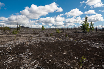 Dead forest filled up with ashes from a volcano on Kamchatka in Russia