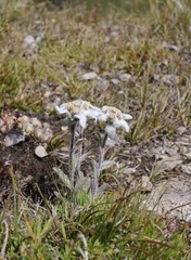 Leontopodium alpinum or edelweiss