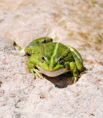 Edible frog (Pelophylax esculentus) or green frog