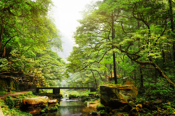 Fototapeta premium Scenic view of bridge over river among beautiful green woods