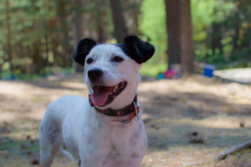 Perro blanco y negro de caza mestizo peque&ntilde;o feliz
