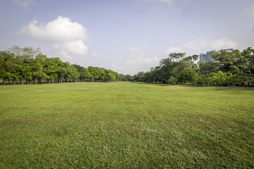 Green grass field in the park