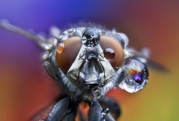 Fototapeta premium fly, water drops, wet, rain, macro, big fly eyes
