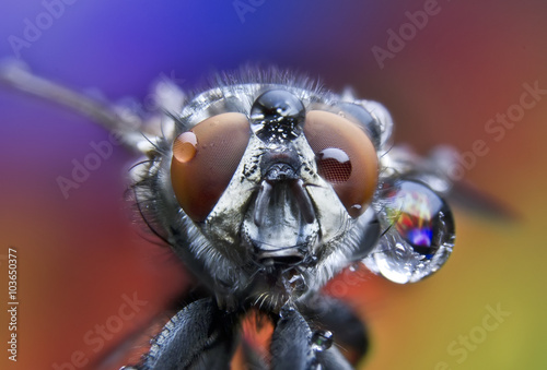 Fly Water Drops Wet Rain Macro Big Fly Eyes Stock
