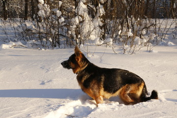 Собака немецкая овчарка на снегу зимним солнечным днем