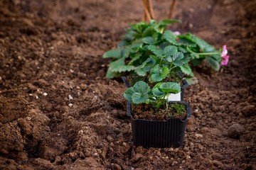 Spring in the garden