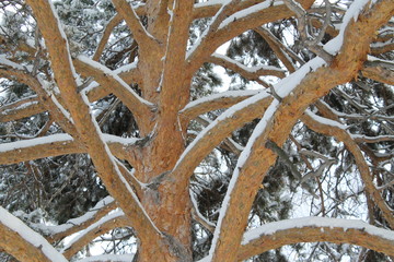 сосны в заснеженном зимнем лесу © dvb60