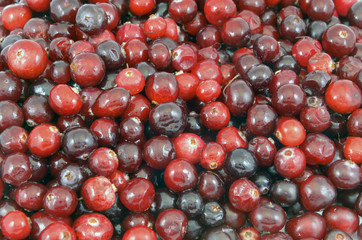Background of ripe red cranberries