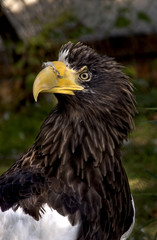 Steller's sea eagle a large bird of prey familia hawk