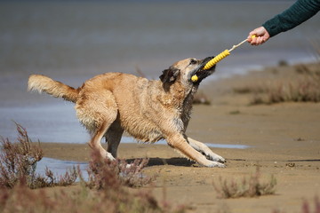 Hund lässt Spielzeug nicht mehr los