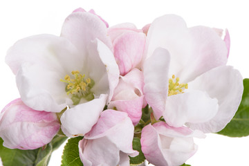 Fototapeta na wymiar Blüte vom Apfelbaum