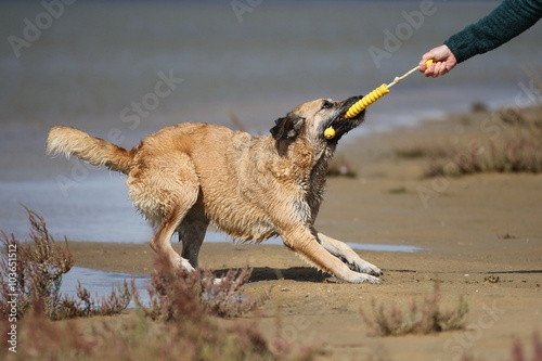 "Hund lässt Spielzeug nicht mehr los" Stockfotos und lizenzfreie Bilder