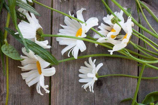 Large daisies on an old wooden table in the garden