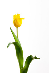 yellow tulips on a white background