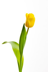 yellow tulips on a white background