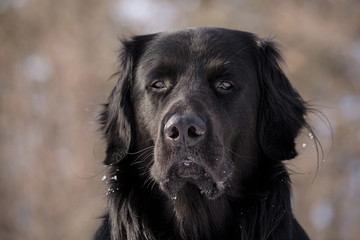 A black Newfoundland and Golden Retriever mix dog looking unexcited. 
