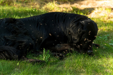 A black Newfoundland and Golden Retriever mixed-breed dog surrounded by swarming mosquitoes.
