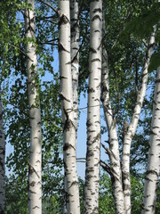 Birch in summer day