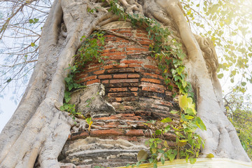 the ancient pagoda covered by the tree with the sun light