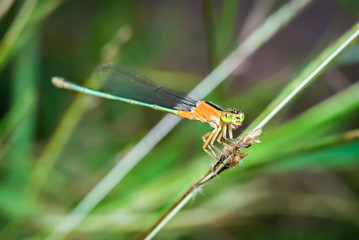 Close up of DragonFly
