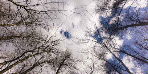 Baumgipfel gegen blauen Himmel mit Wolken, Panorama Titelbild