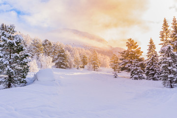 Winter wonderland with Christmas trees at sunrise