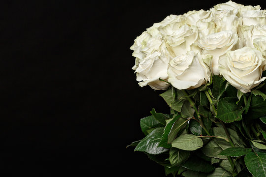 Fototapeta Romantic bouquet of lush white roses on a black studio background, spring is coming, the International Women's Day, 8 March.