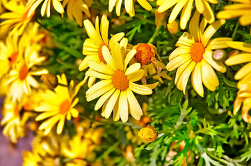 Beautiful spring flowers