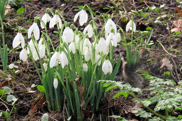 Snowdrops in Spring
