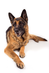 German shepherd portrait