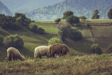 Fototapeta premium Flock of lambs grazing on a mountain pasture in spring, in Transylvania region, Romania.