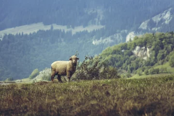 Papier Peint photo Moutons One curious stray sheep on a mountain pasture in spring, in Transylvania region, Romania.