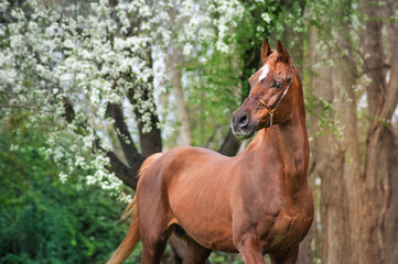A beautiful chestnut stallion Arabian horses standing under a blossoming tree on a green spring background.