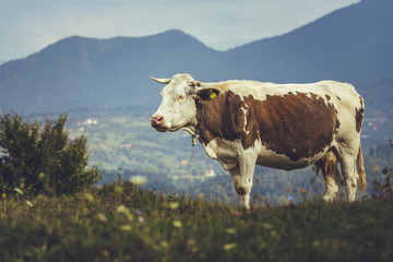 Brown spotted Dutch breed cow with bell on a meadow in Transylvania, Romania. Ecological livestock breeding.